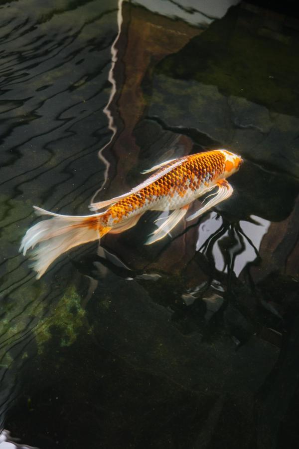 The Koi House With Pool Leilighet Kailua-Kona Eksteriør bilde